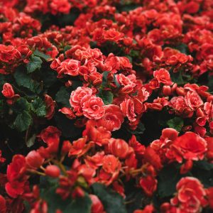 le rouge passion pour sa déco