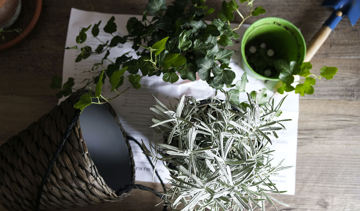 Plantes pour un balcon vert