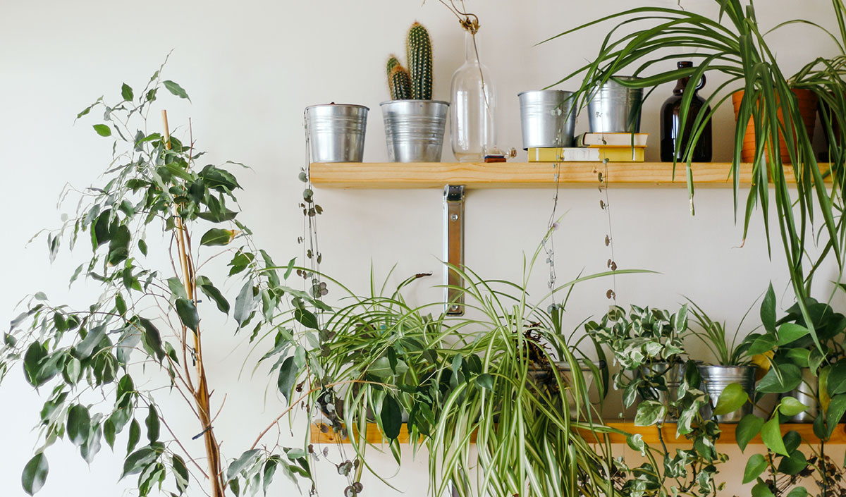 Mur végétal pour un balcon tendance