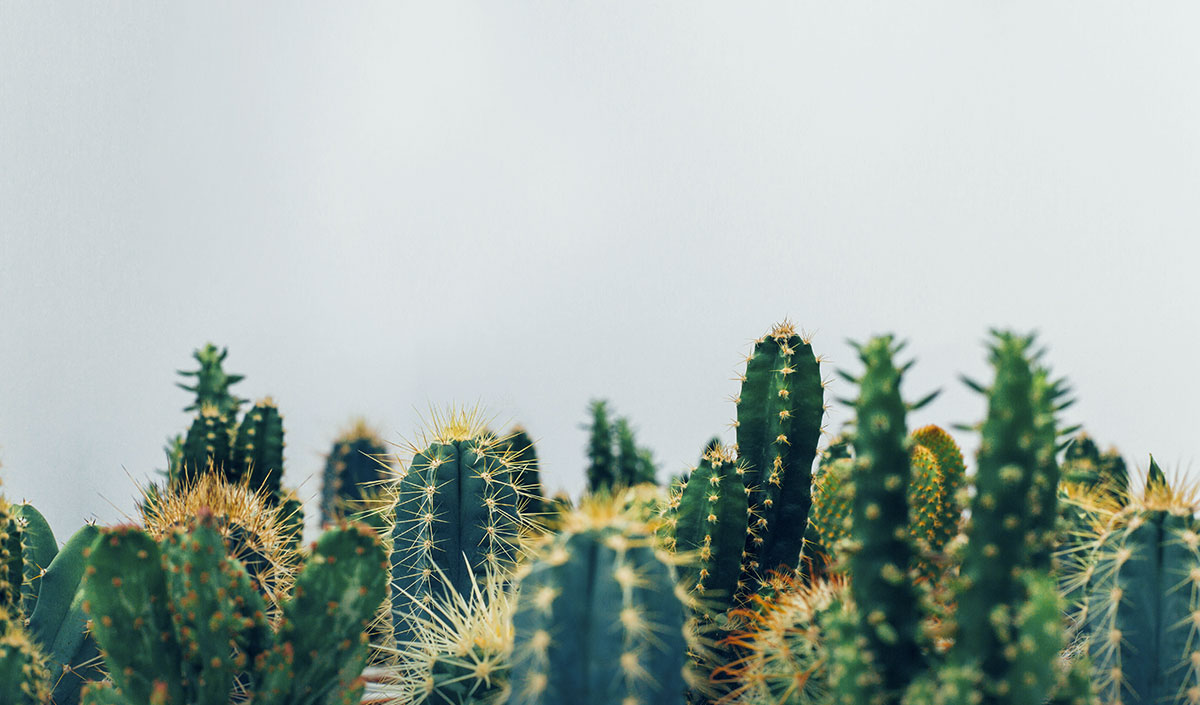 Cactus : déco pour balcon