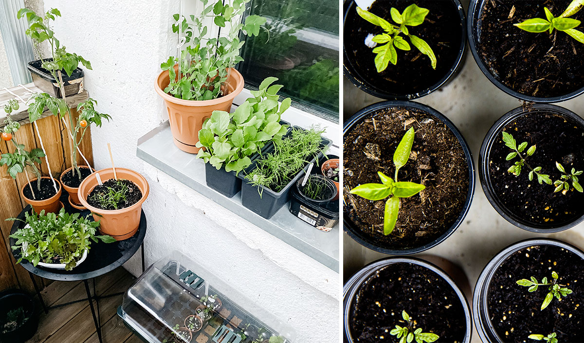 Potager pour balcon de ville