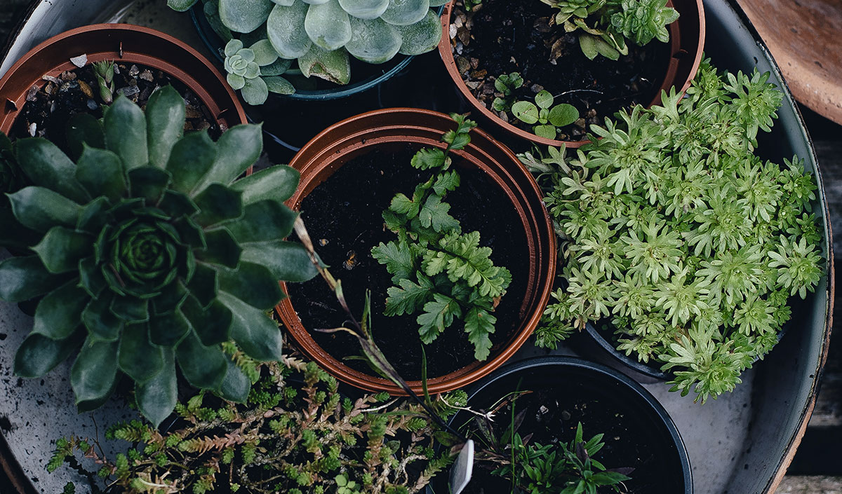 Plantes pour décorer son balcon