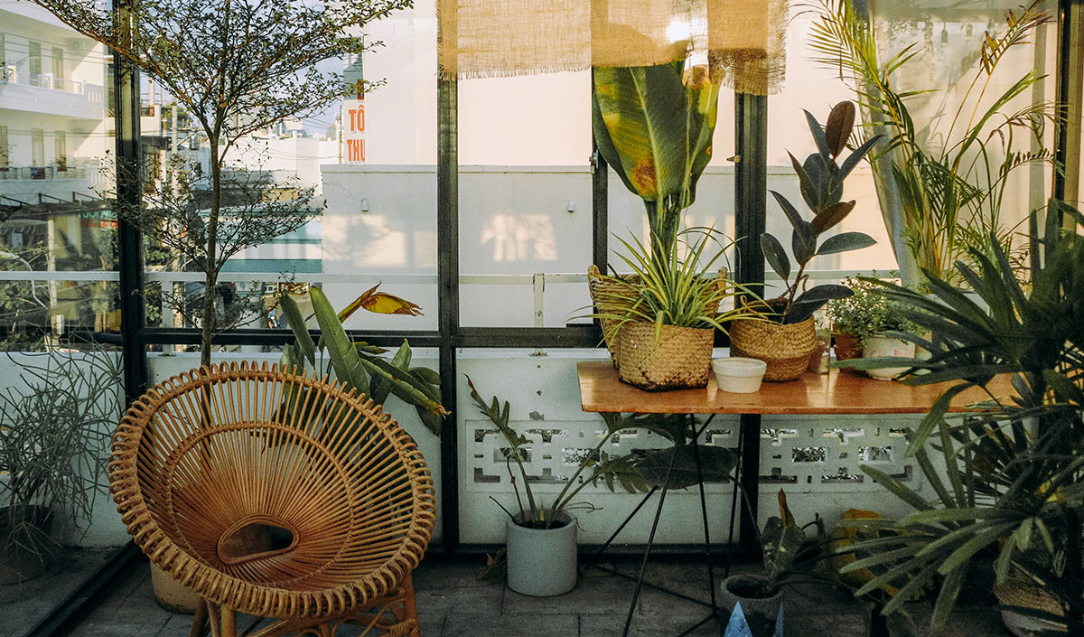 plantes vertes avec fauteuil en rotin