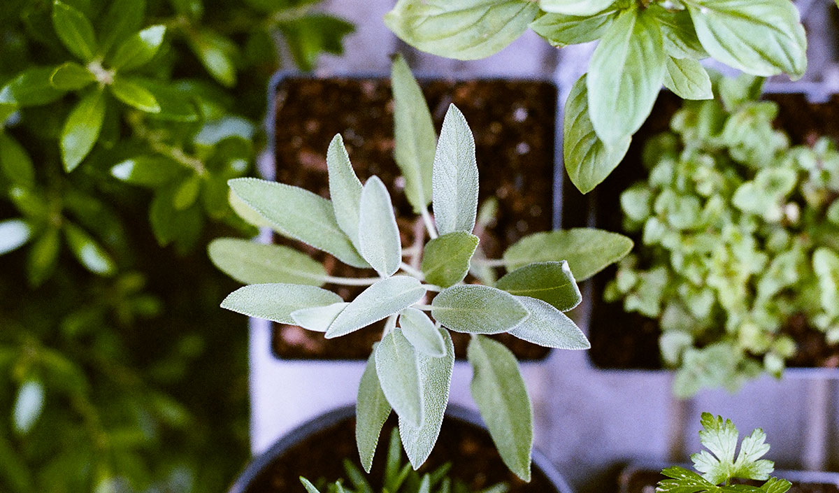 Plantes : lesquelles choisir pour son balcon ? 