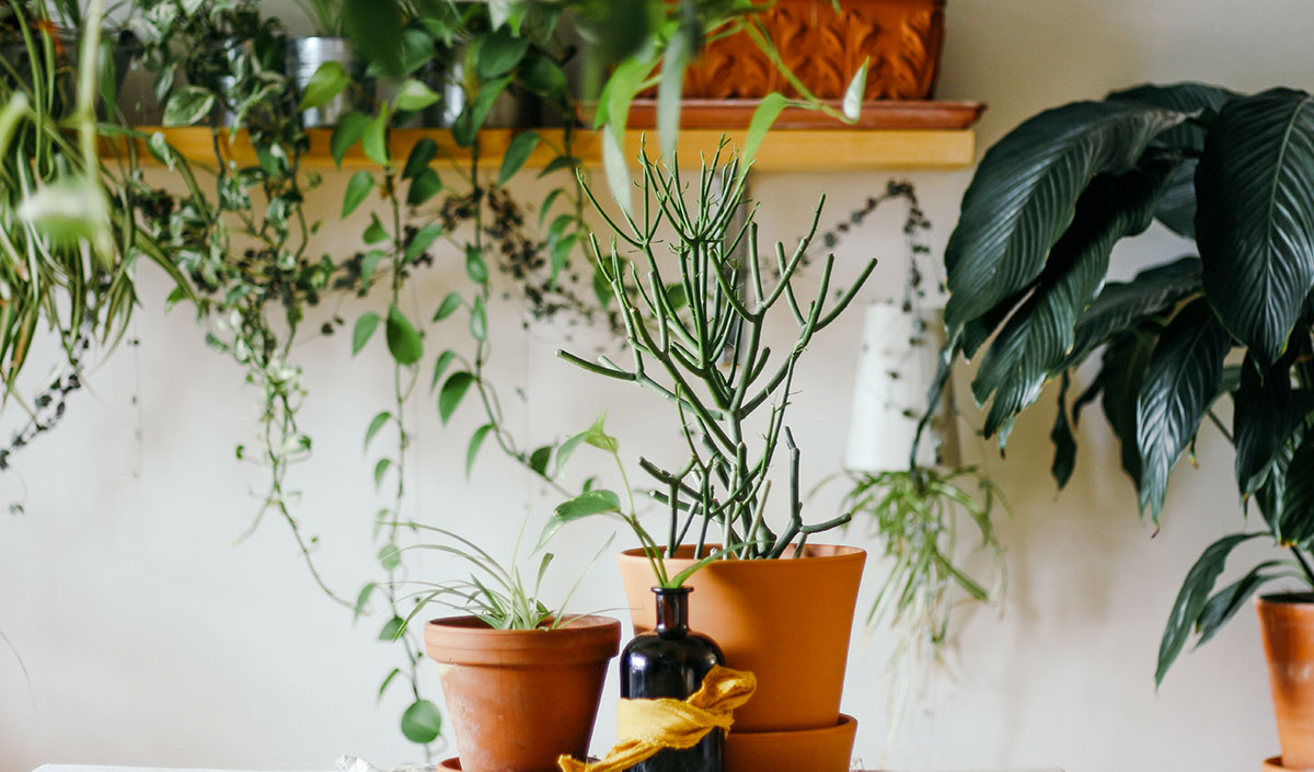 tendance déco : oser les plantes vertes