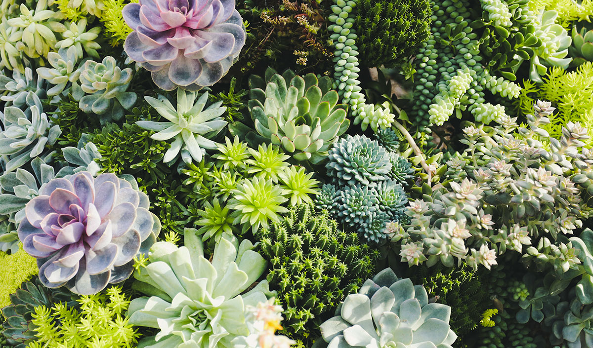 Plantes vertes : avantages pour le balcon