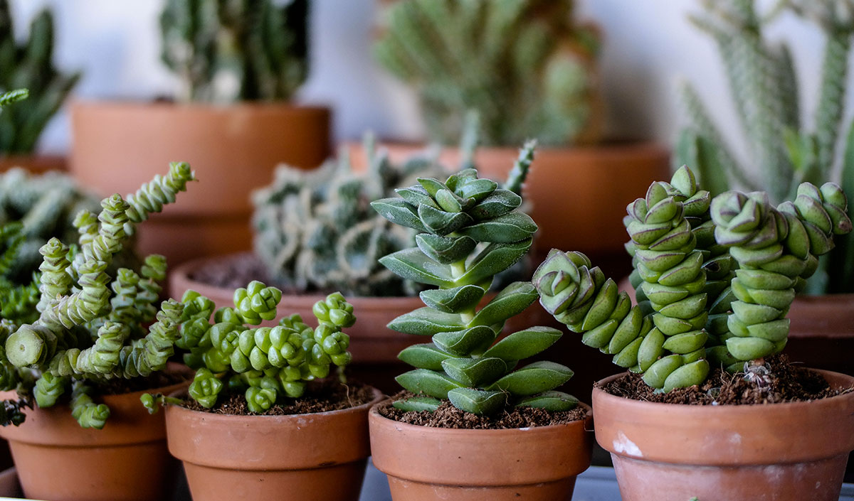 Des plantes pour un balcon style jungle urbaine