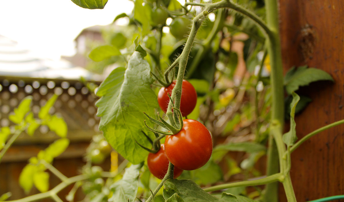 Potager urbain : tomate cerise sur son balcon