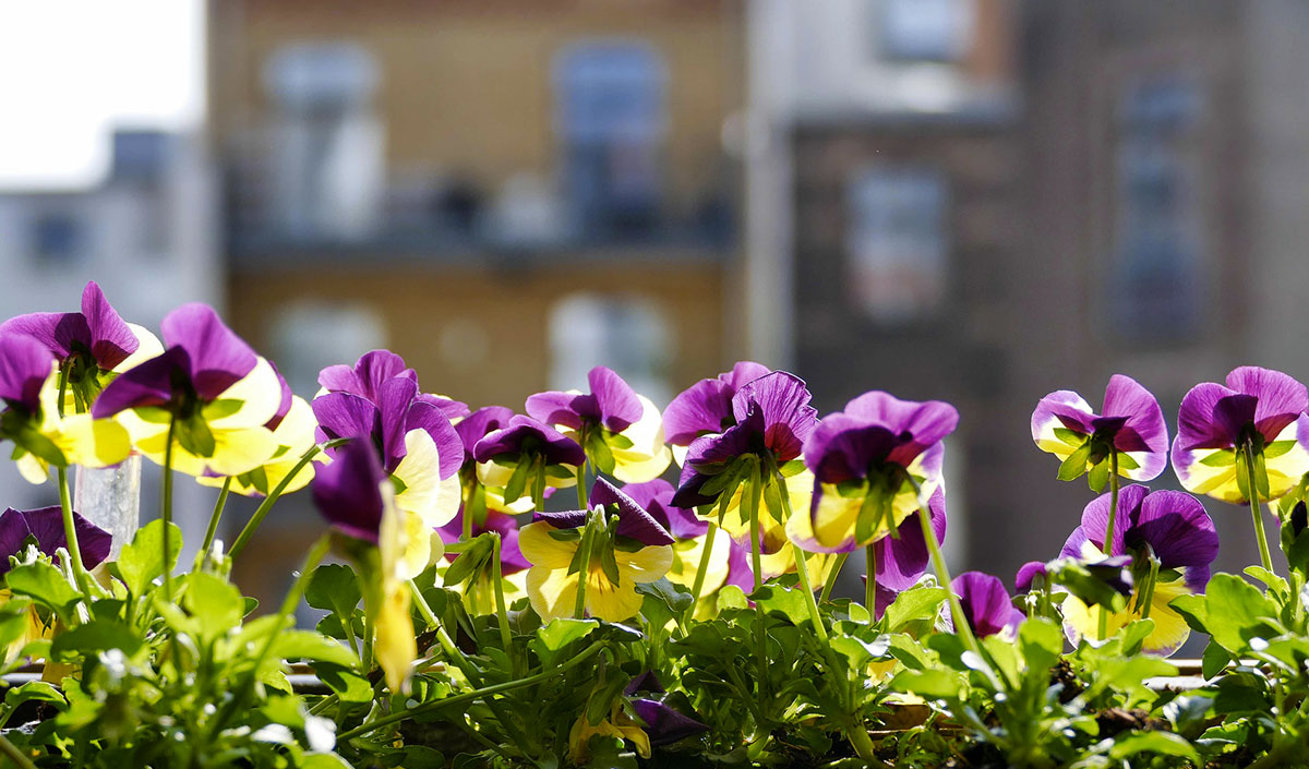 Balcon fleuri avec fleurs violettes