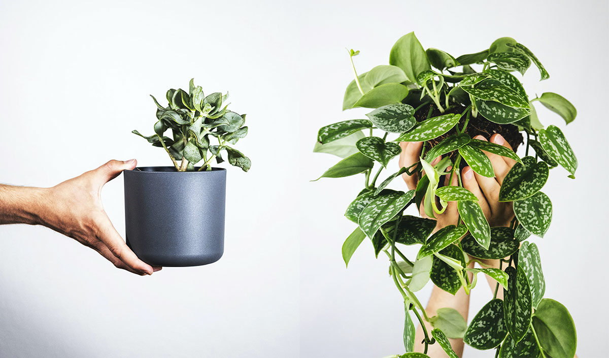 Plantes vertes pour décorer son balcon