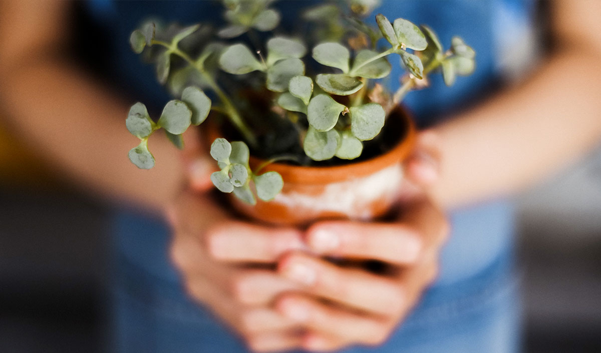 Plantes sur balcon : conseils pour en prendre soin