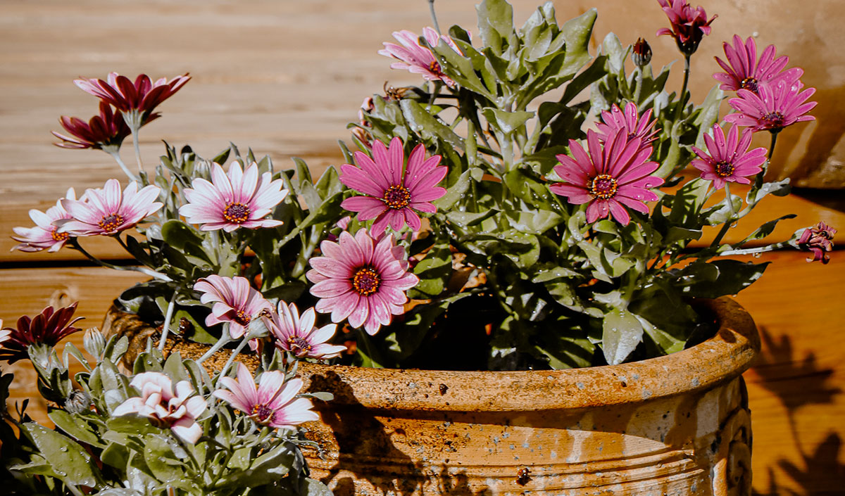 Fleurs roses pour balcon bucolique