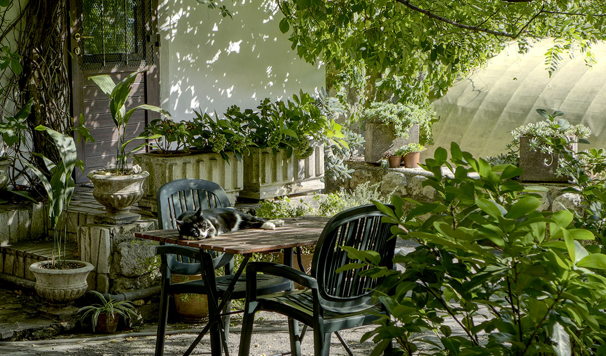 Jardin nature lumineux avec plantes vertes