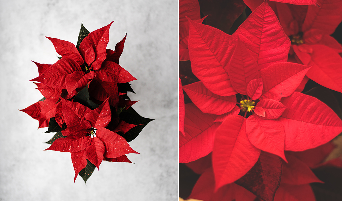 Poinsettia pour Noël 