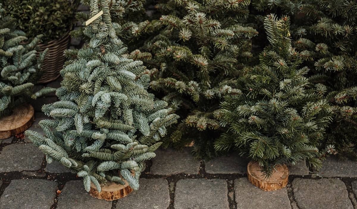 Sapins naturels pour Noël