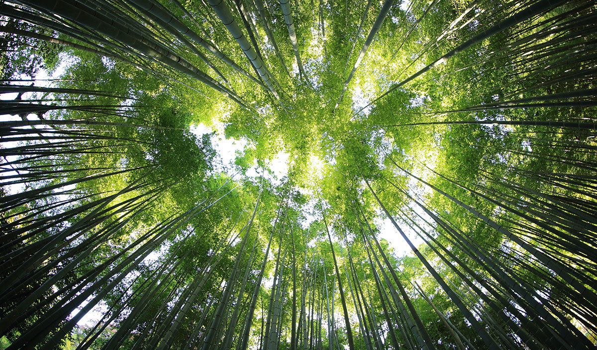 Le mobilier en bois pour un monde durable et responsable !