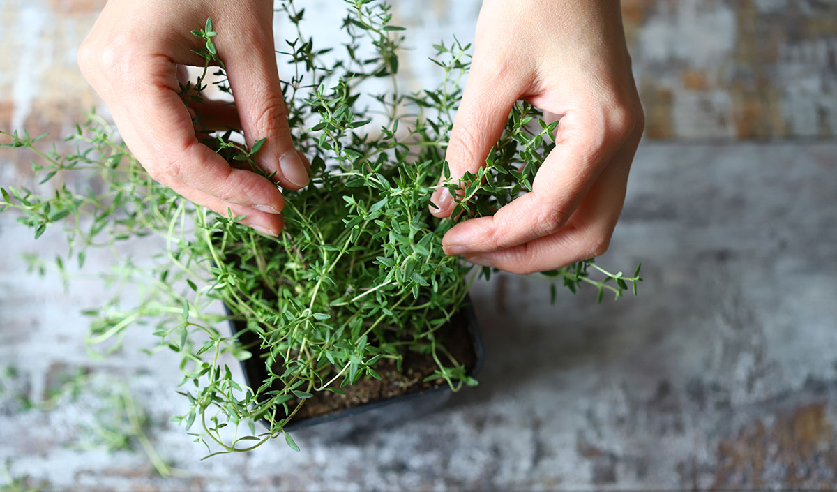 Des plantes d'intérieur à cultiver !