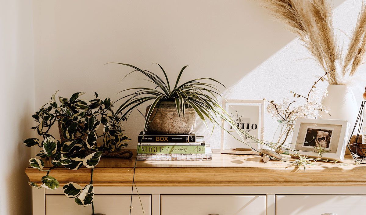 Plantes vertes sur buffet dans une décoration style champêtre