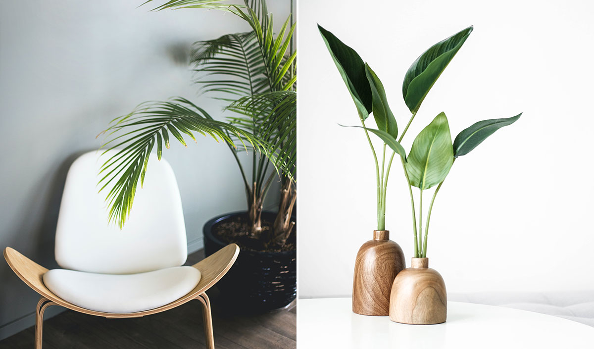 Déco écolo : plantes vertes