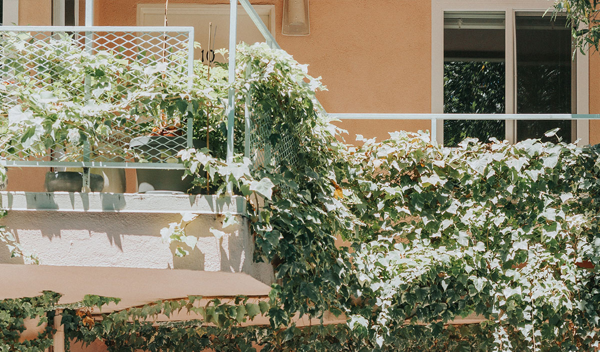 Plantes grimpantes contre le vis-à-vis du balcon