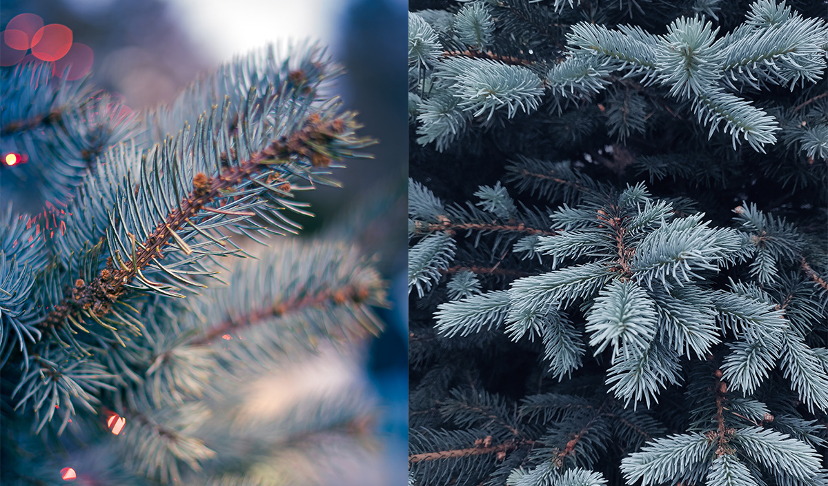 Sapin de Noël bleu, Epicéa Pungens