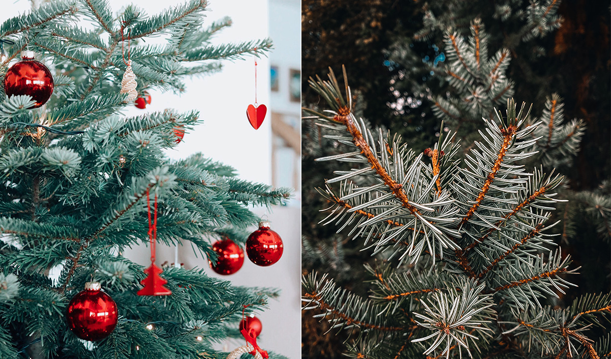 Sapin de Noël de variété Omorika