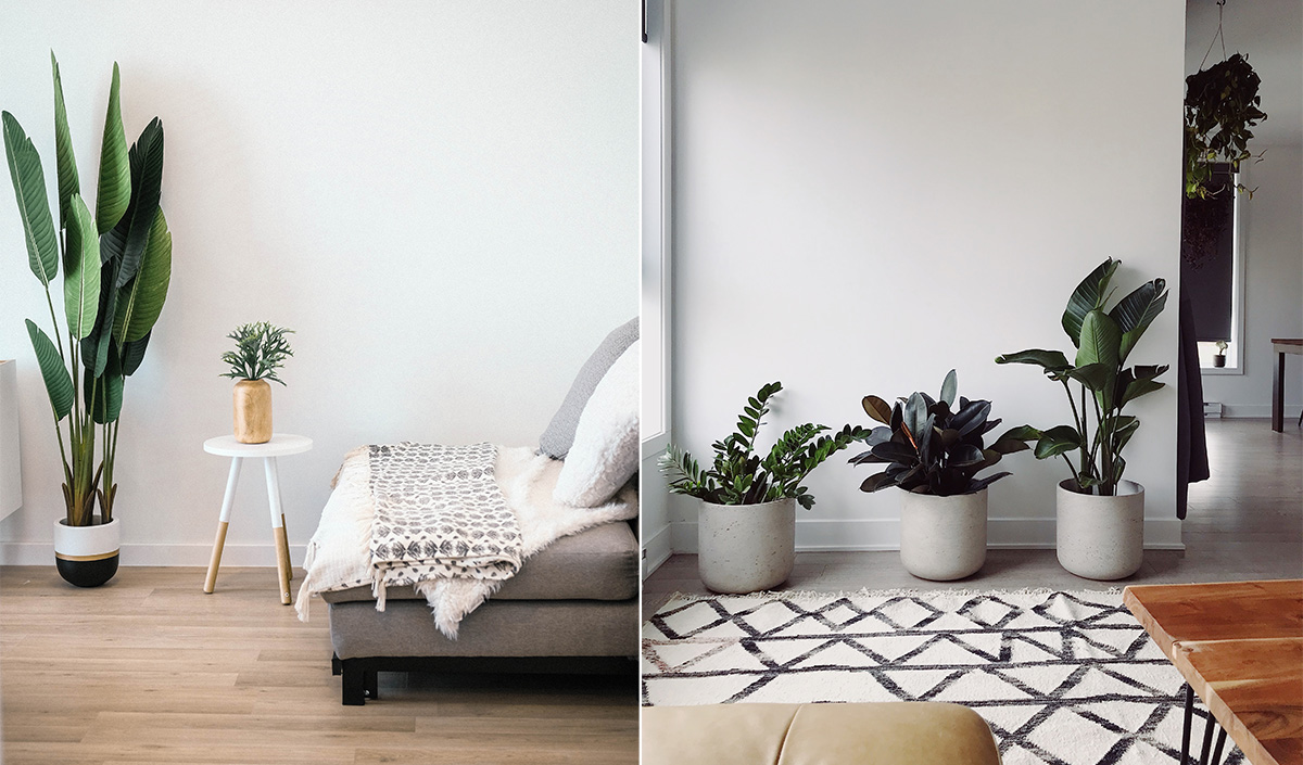 Home staging : l'art de bien choisir les plantes