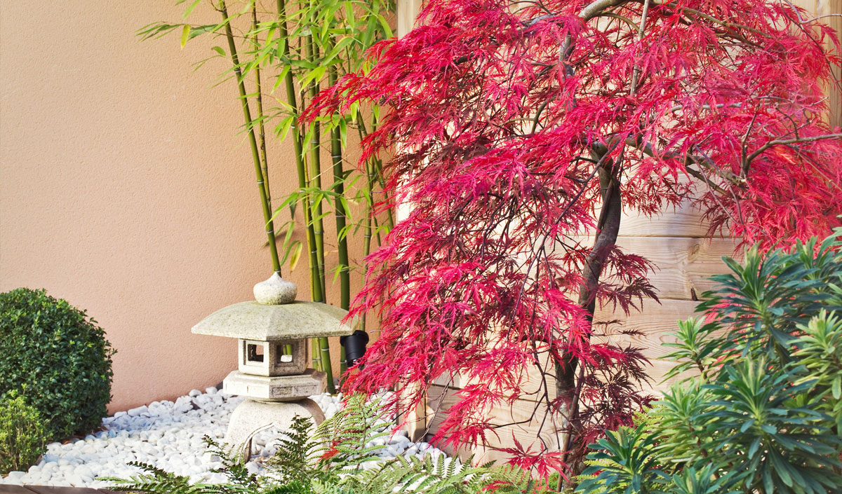 Plantation avec des bambous pour un jardin exotique