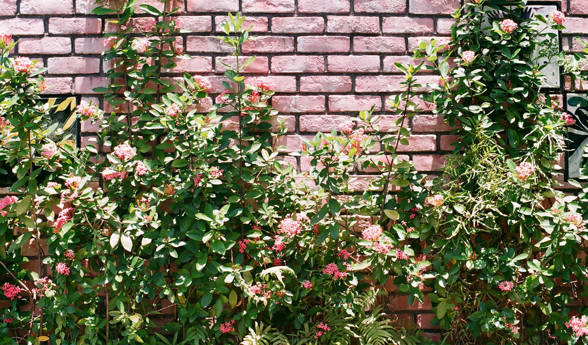 Masquer les endroits disgracieux dans le jardin