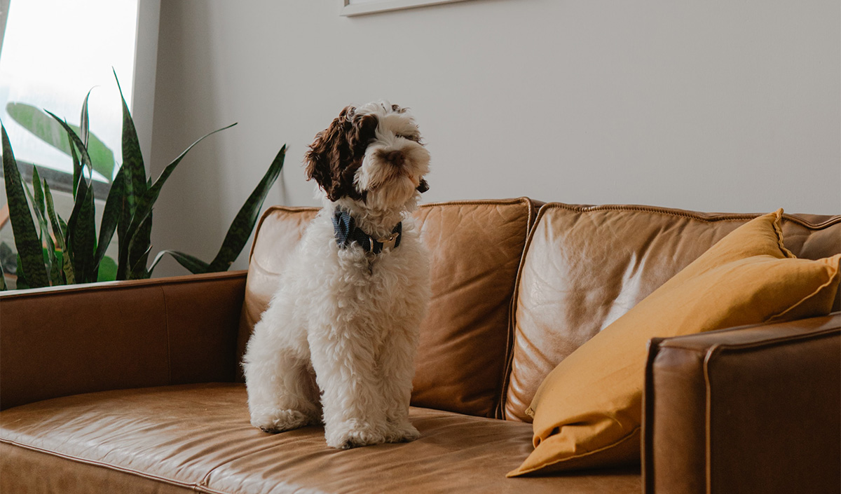 Choisir un revêtement adapté pour ses assises quand on a un chien ou un chat