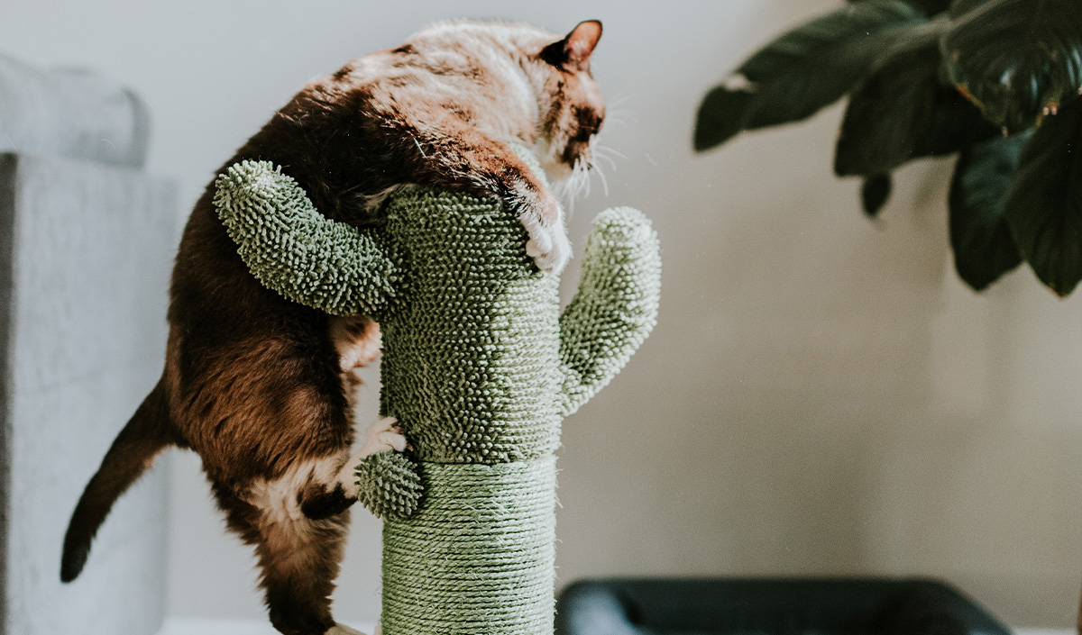 Installer un griffoir ou un arbre à chat pour protéger les murs de votre maison