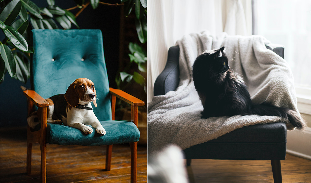 Privilégiez des canapés et des fauteuils aux couleurs foncées quand on a des animaux de compagnie