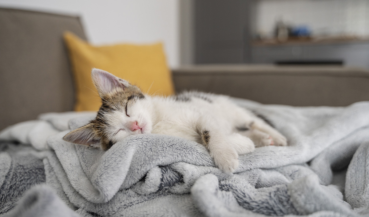 Protéger son canapé avec une couverture quand on a un chat