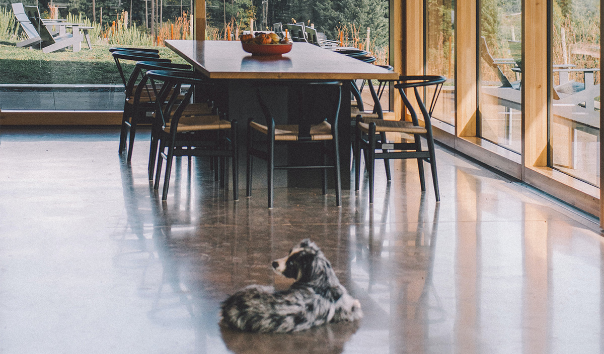 Opter pour un sol en carrelage pour son chien de compagnie