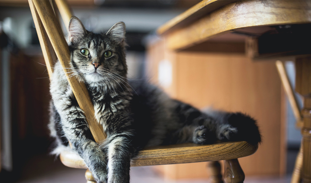 Adapter la décoration d'intérieur à son animal de compagnie