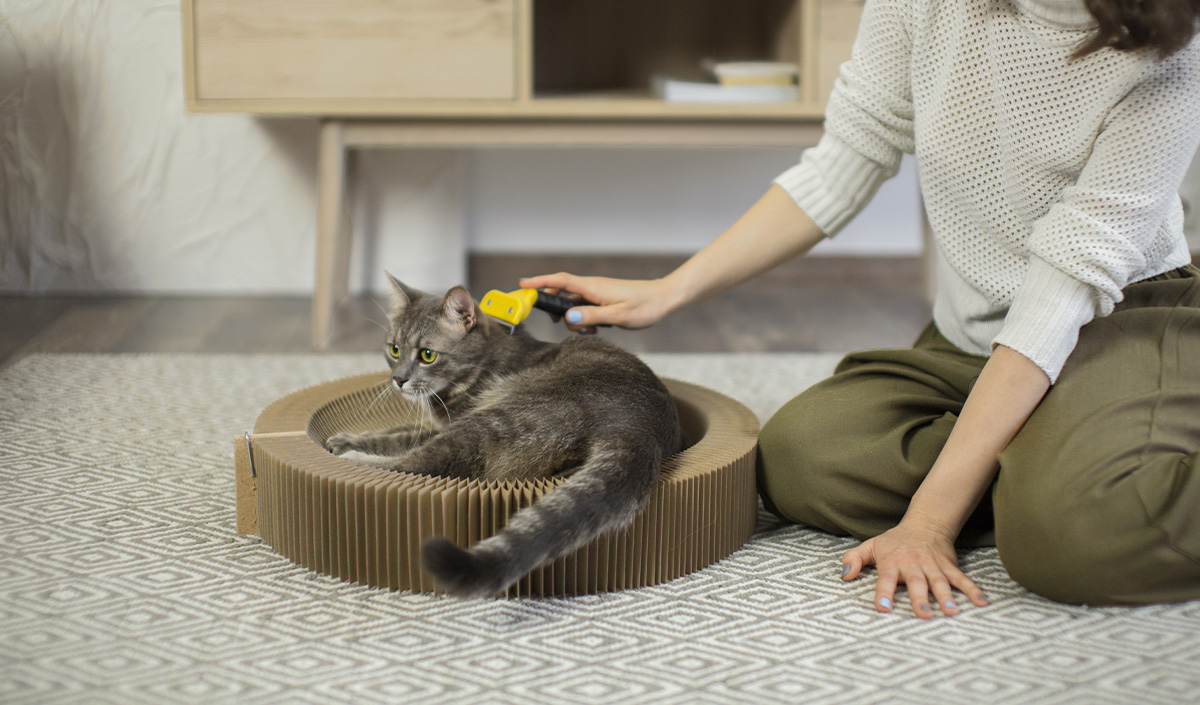 Brosser régulièrement son animal pour éviter qu'il ne perde ses poils sur le canapé ou le fauteuil