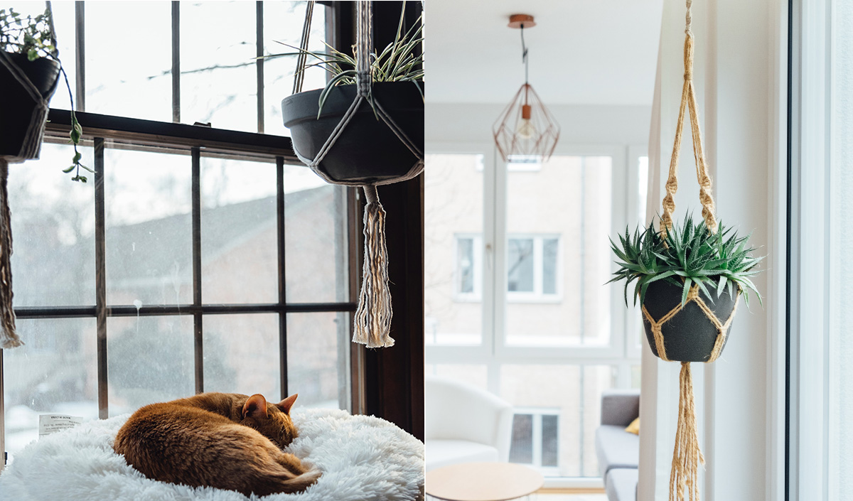 Intérieur avec plantes suspendues pour le chat