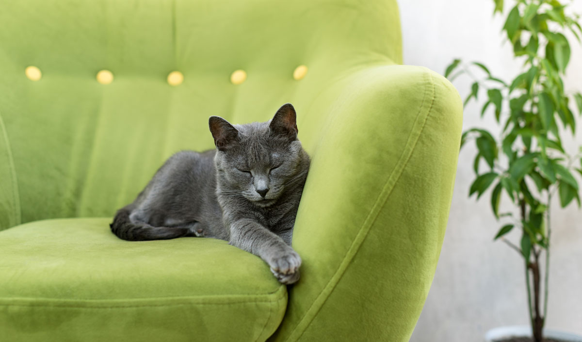 Chat qui dort sur un canapé en tissu