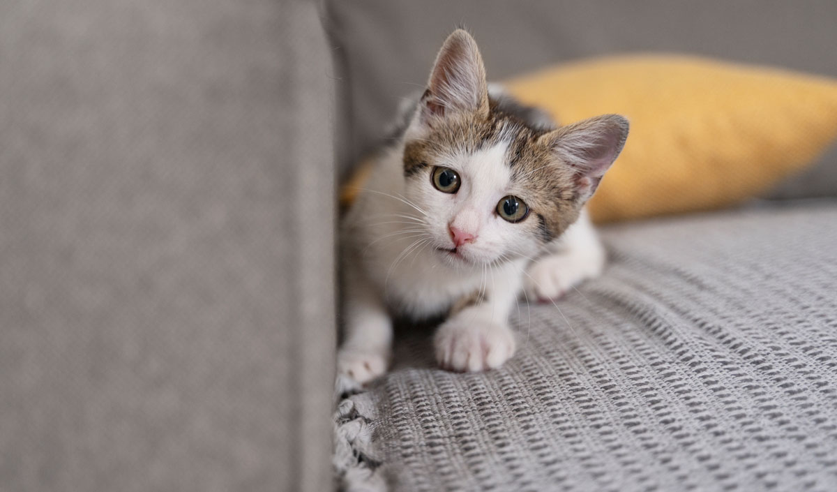 Chaton sur canapé