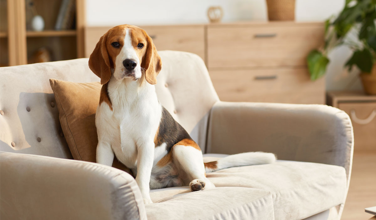 Canapé pour chien en Tissu de couleur Beige