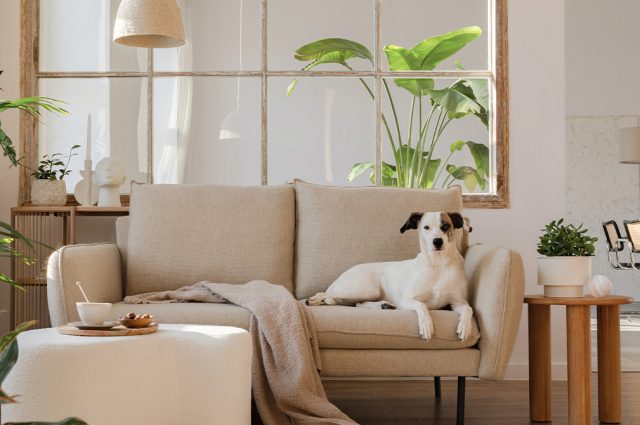 Comment aménager et décorer son intérieur quand on a des animaux ?