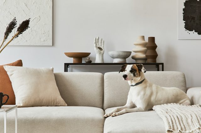 Quels tissus d’ameublement choisir quand on a des animaux ?