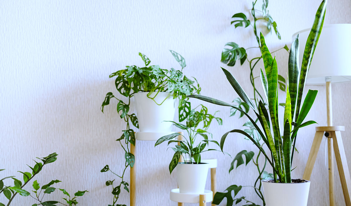 Mettre des plantes vertes dans le renfoncement du salon