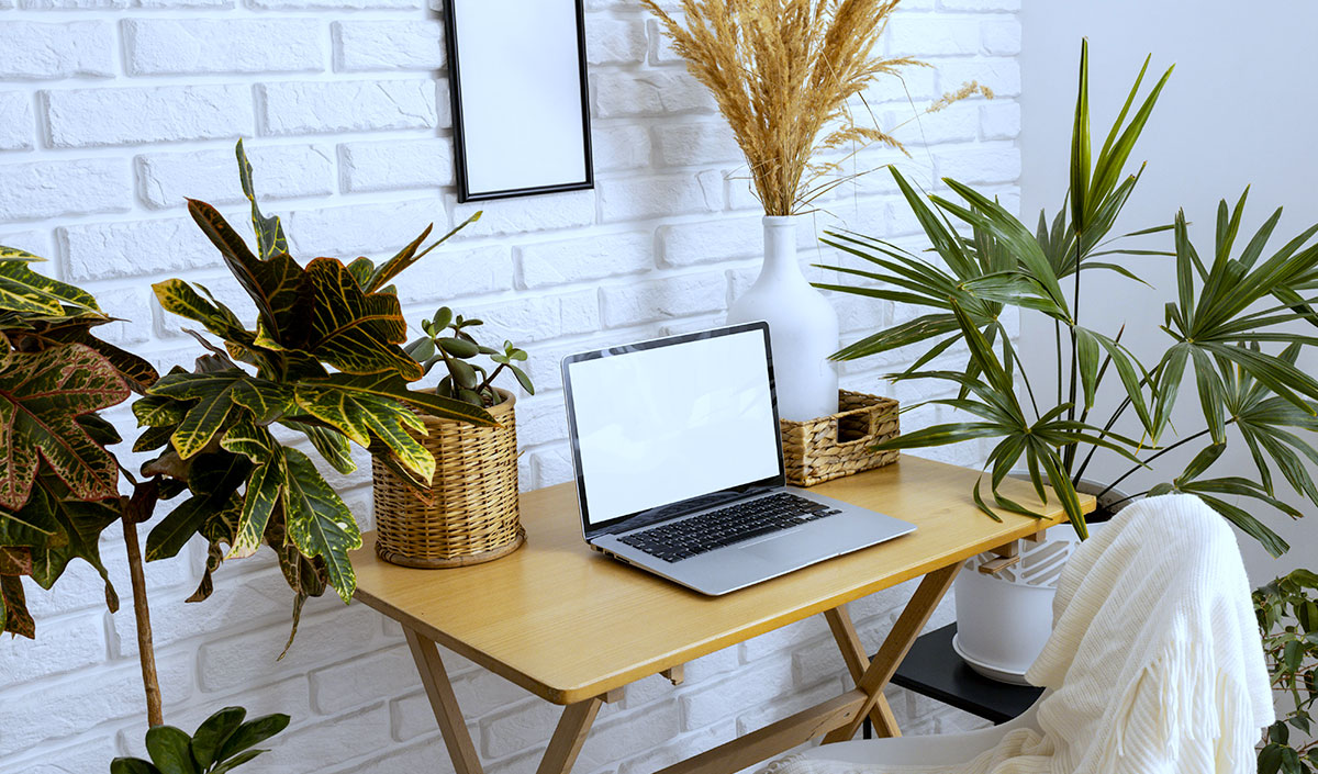 Mettre des plantes sur le bureau pour créer un espace de télétravail plus calme