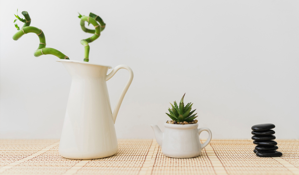Les plantes vertes : l'alternative aux fleurs pour décorer une table